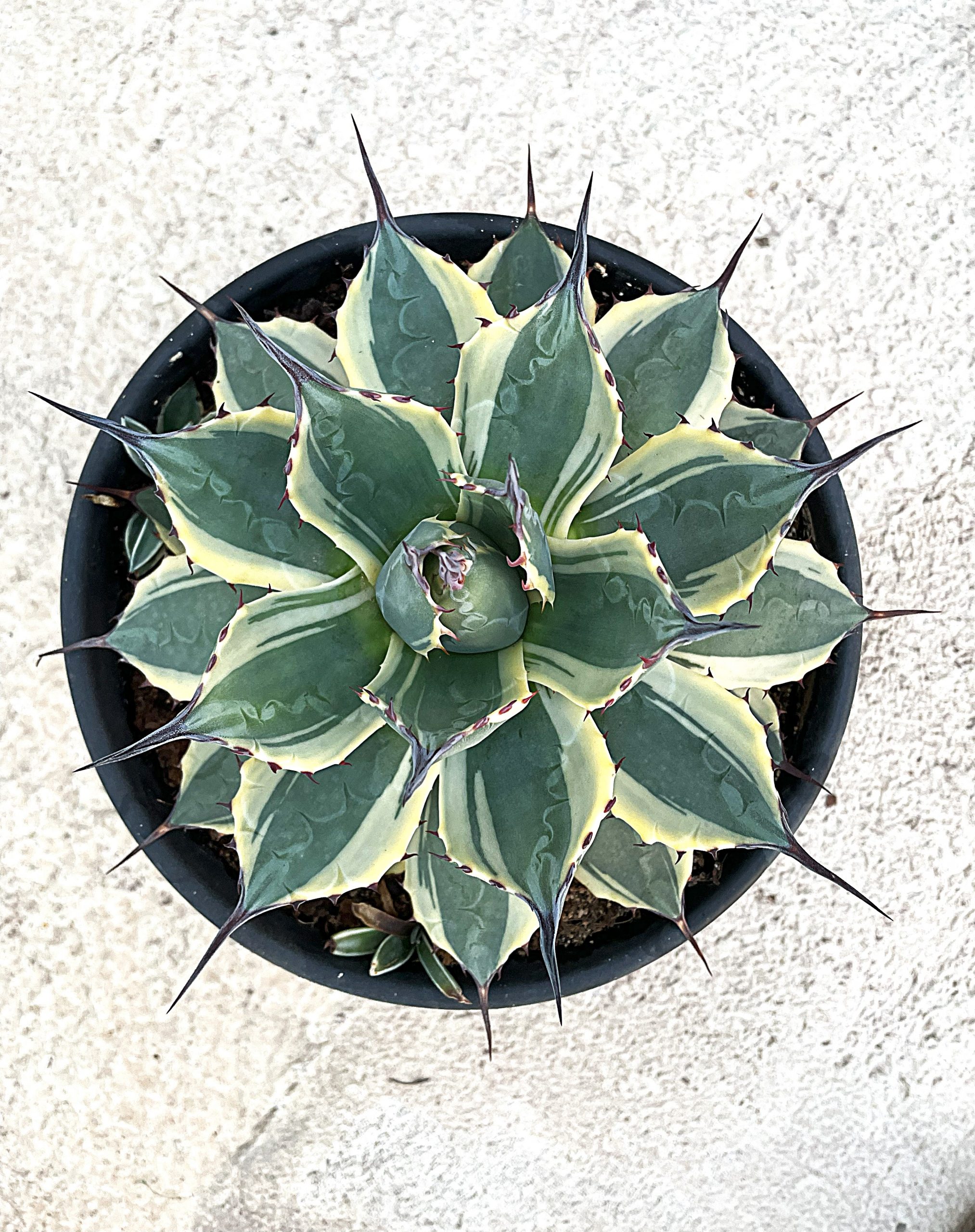 Learn about Agave parryi ssp. parryi 'Lucky Stripe' | Lucky