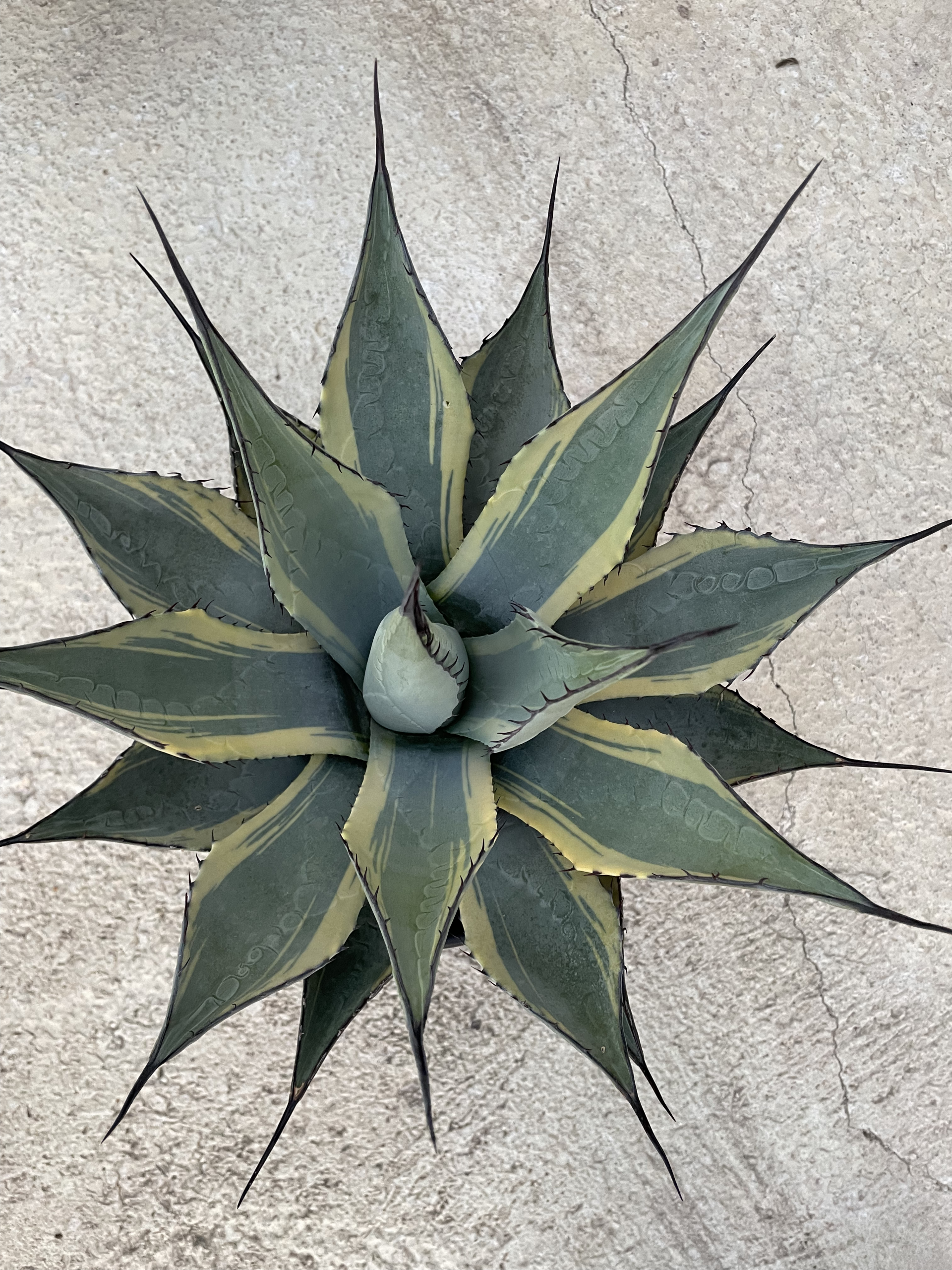AGAVE-PARRYI-NEO.-VAR.