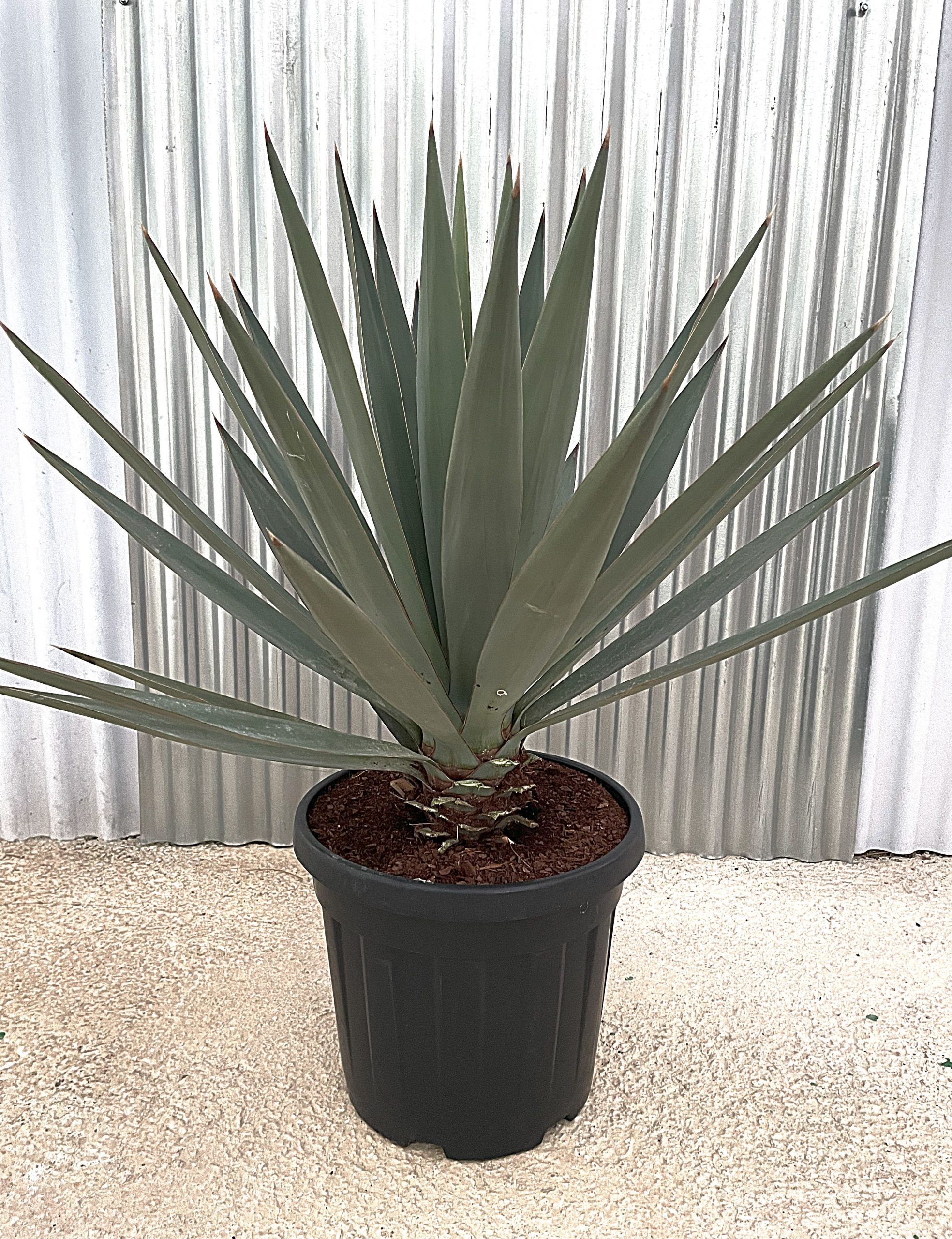 YUCCA MADRENSIS