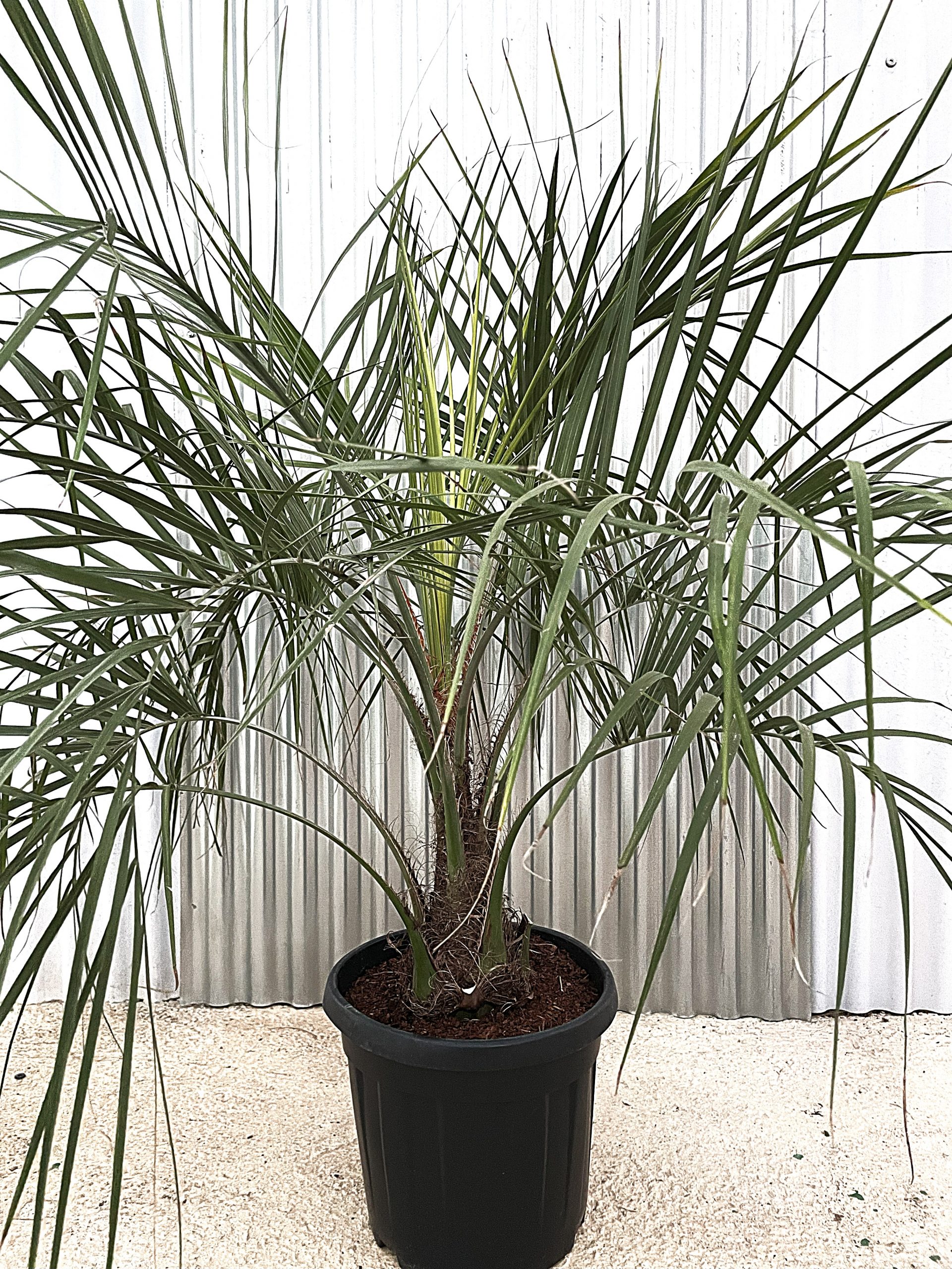 BUTIA ODORATA