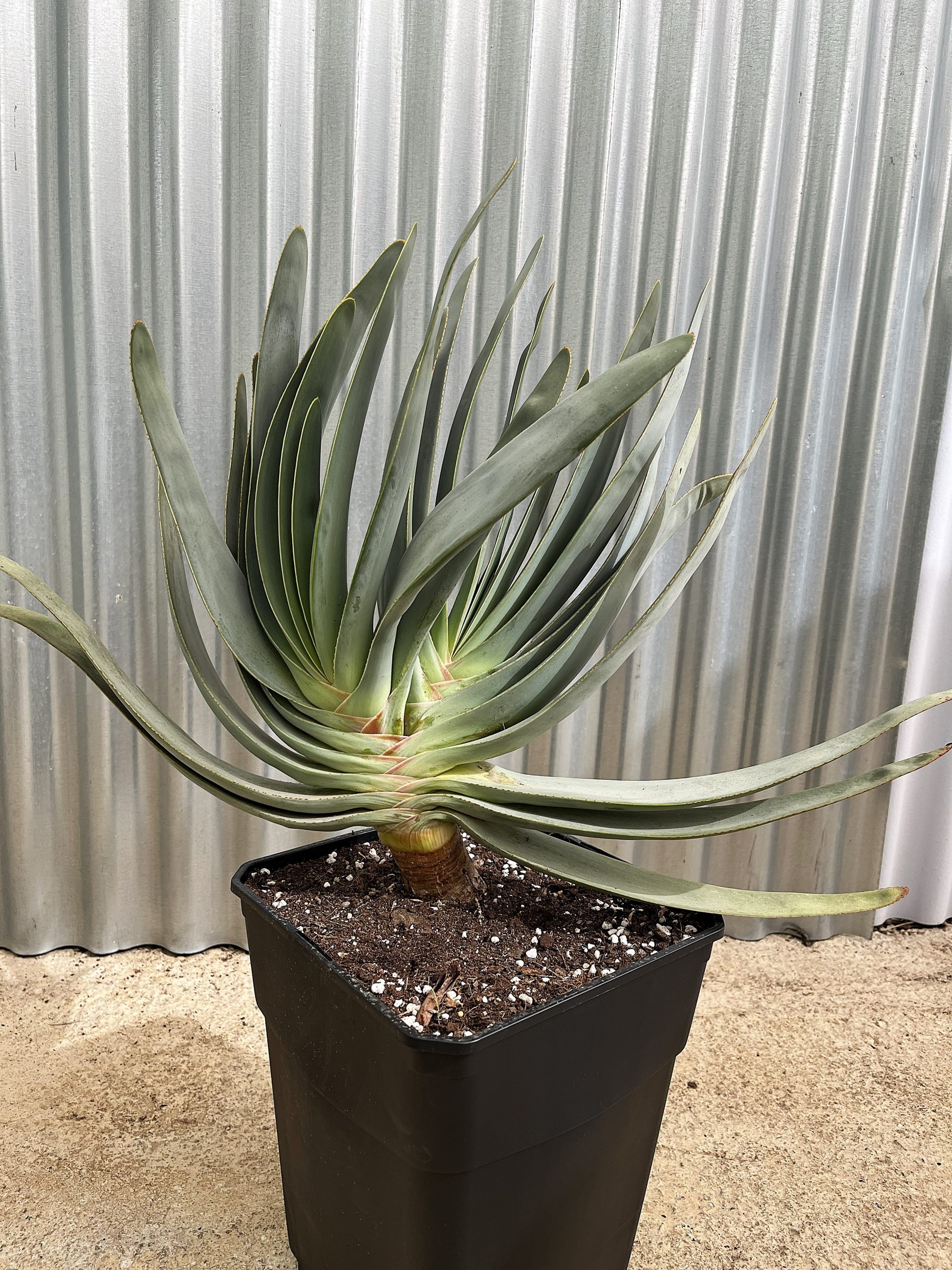 ALOE PLICATILIS C-11L