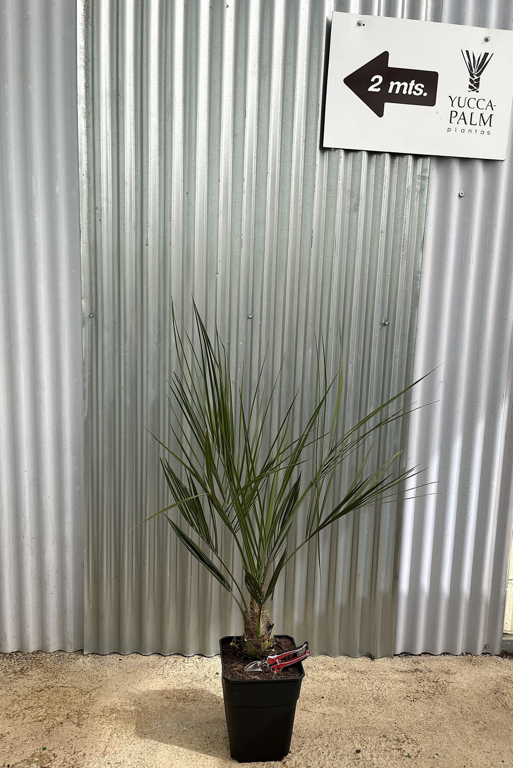 BUTIA CAPITATA C-11L