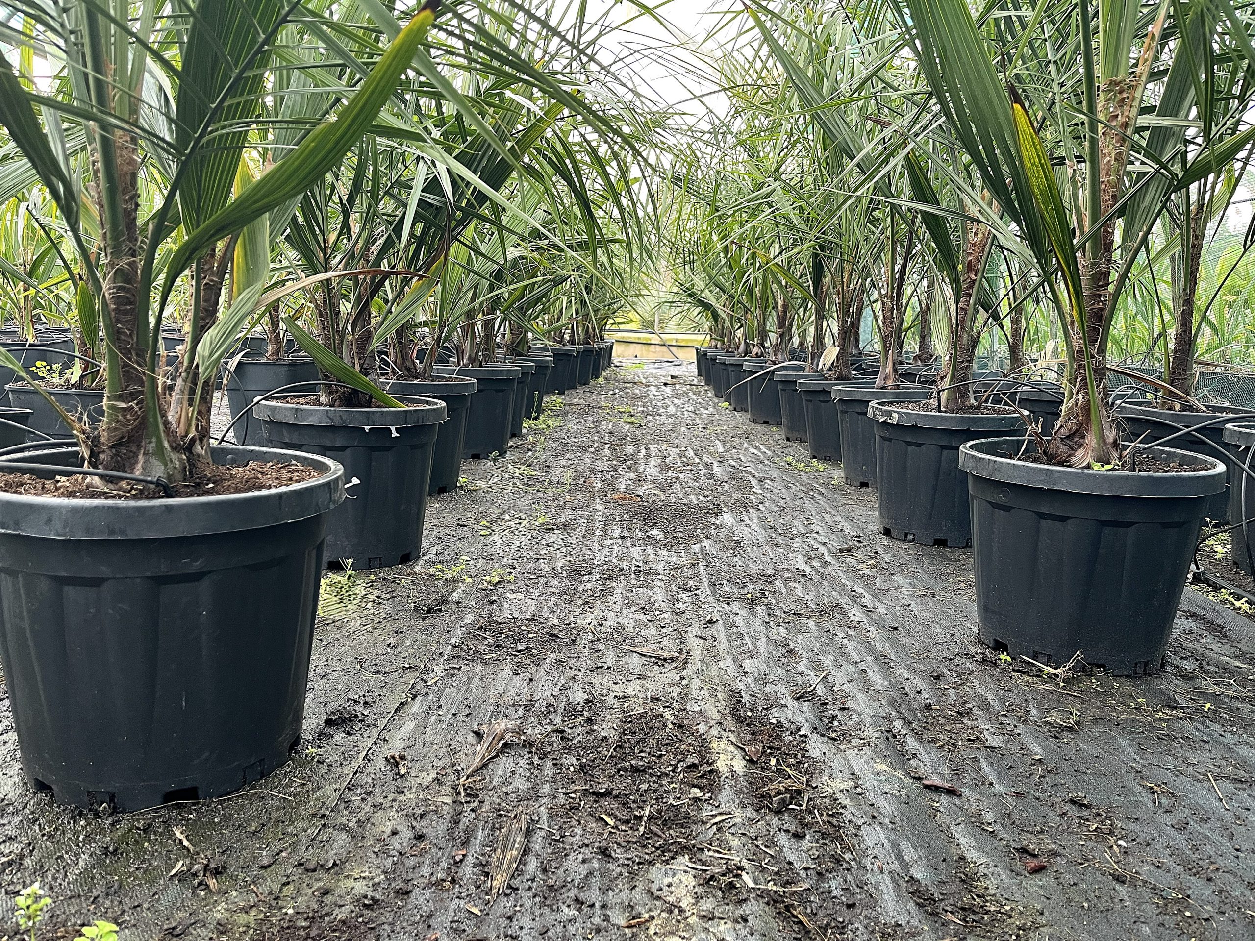 BUTIAGRUS C-15L grupo