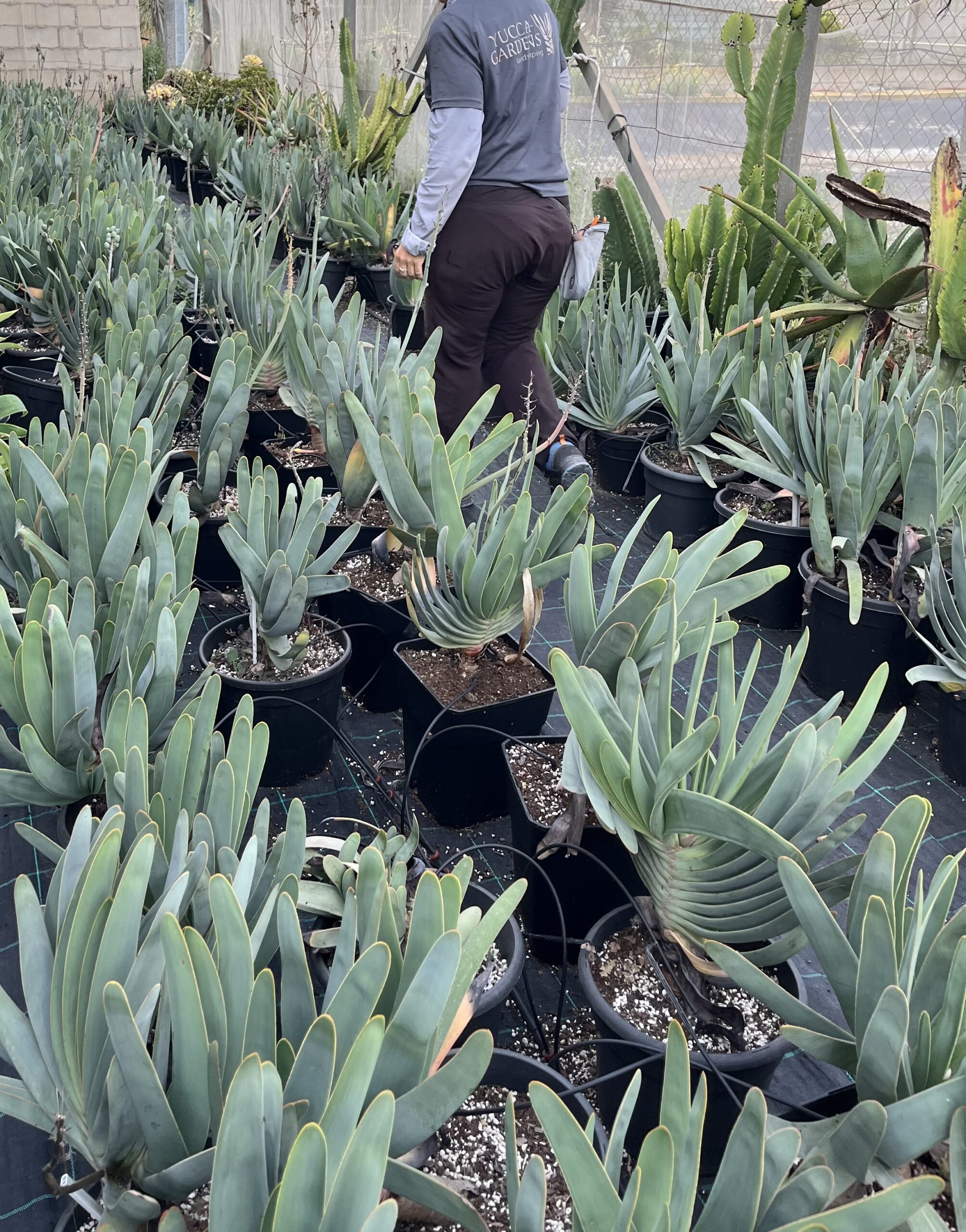 ALOE PLICATILIS