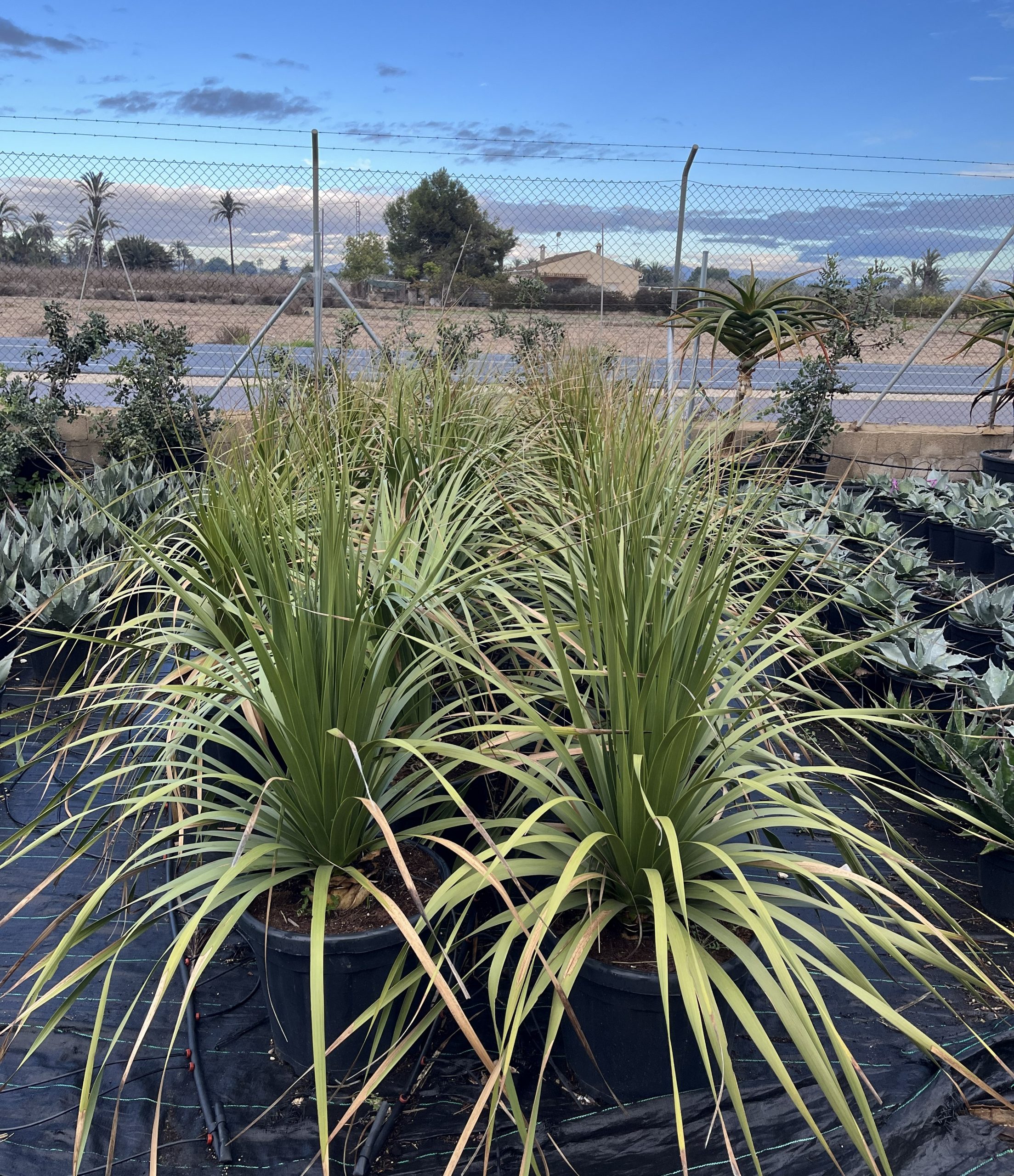 NOLINA LONGIFOLIA C-25L grupo