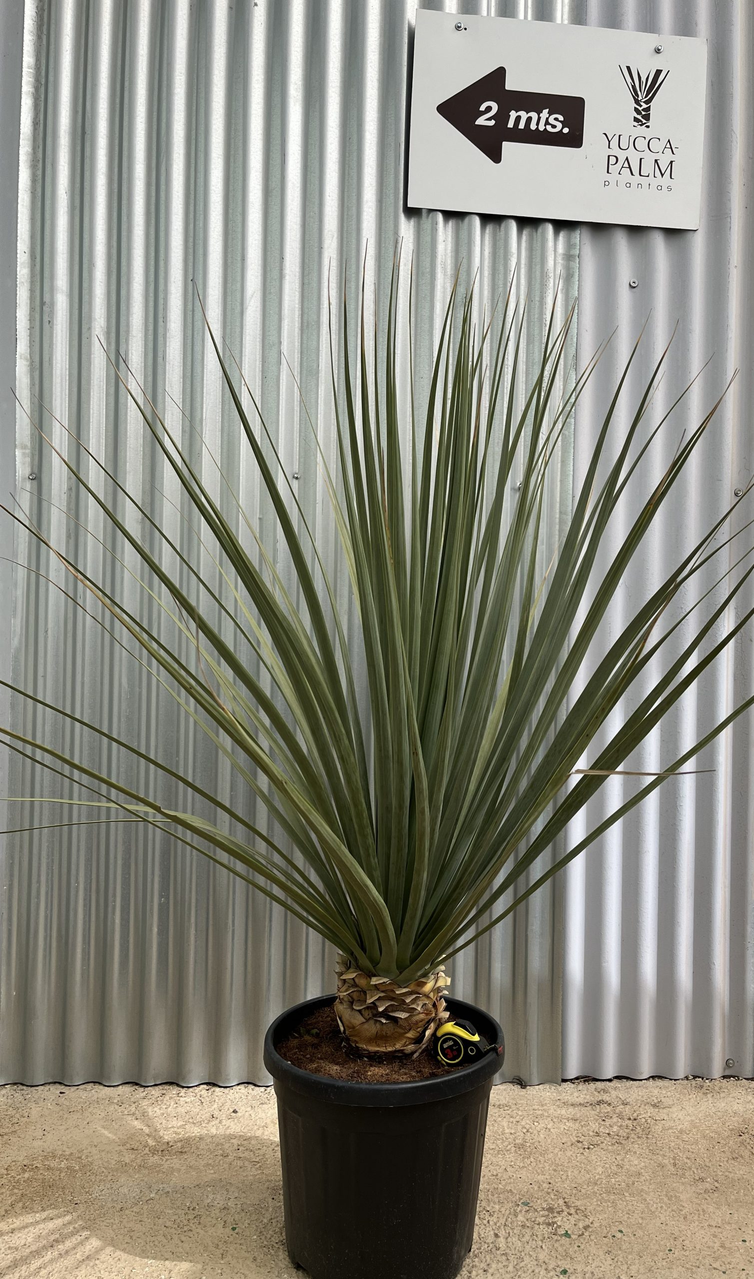 NOLINA NELSONII -C25L