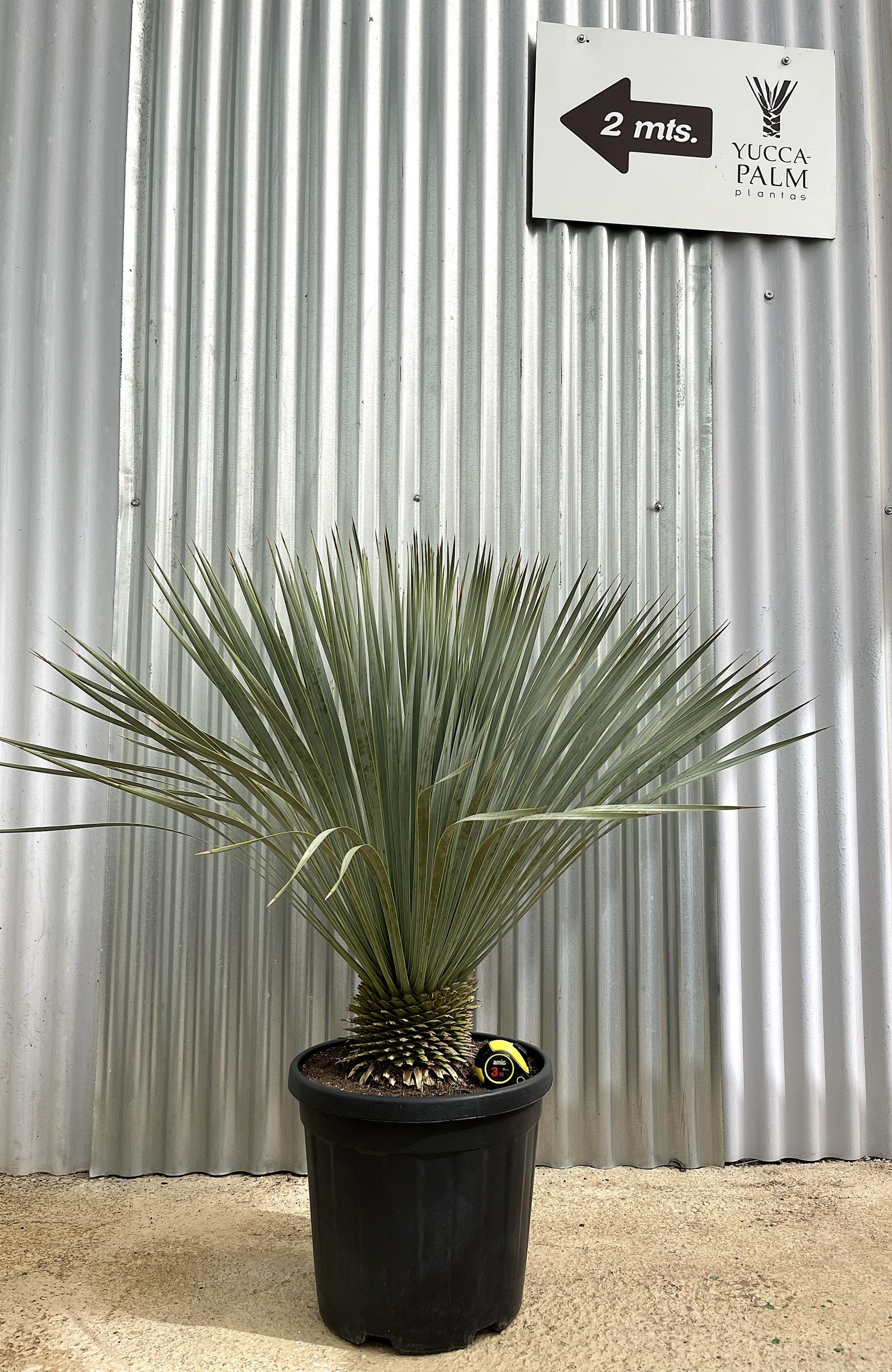 YUCCA ROSTRATA C-25L