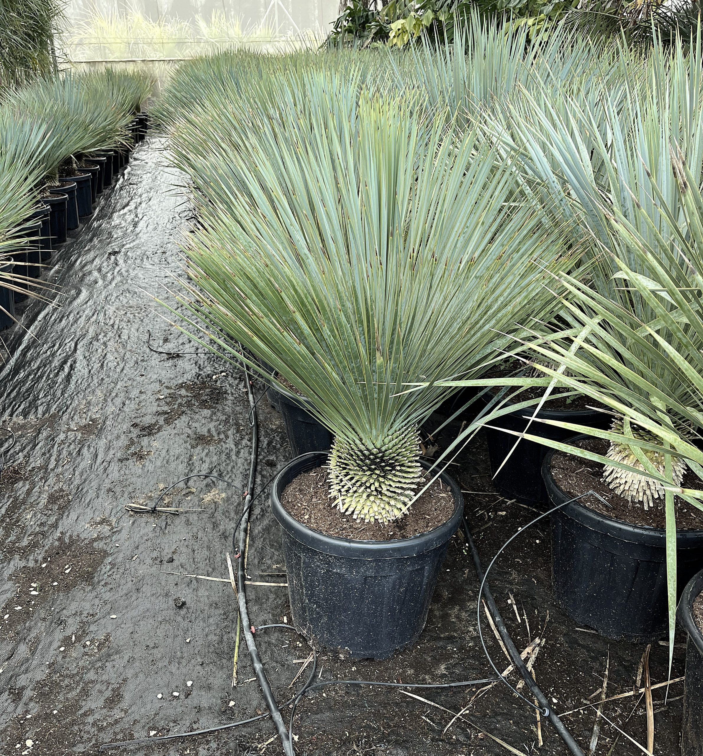 YUCCA ROSTRATA C-25L grupo