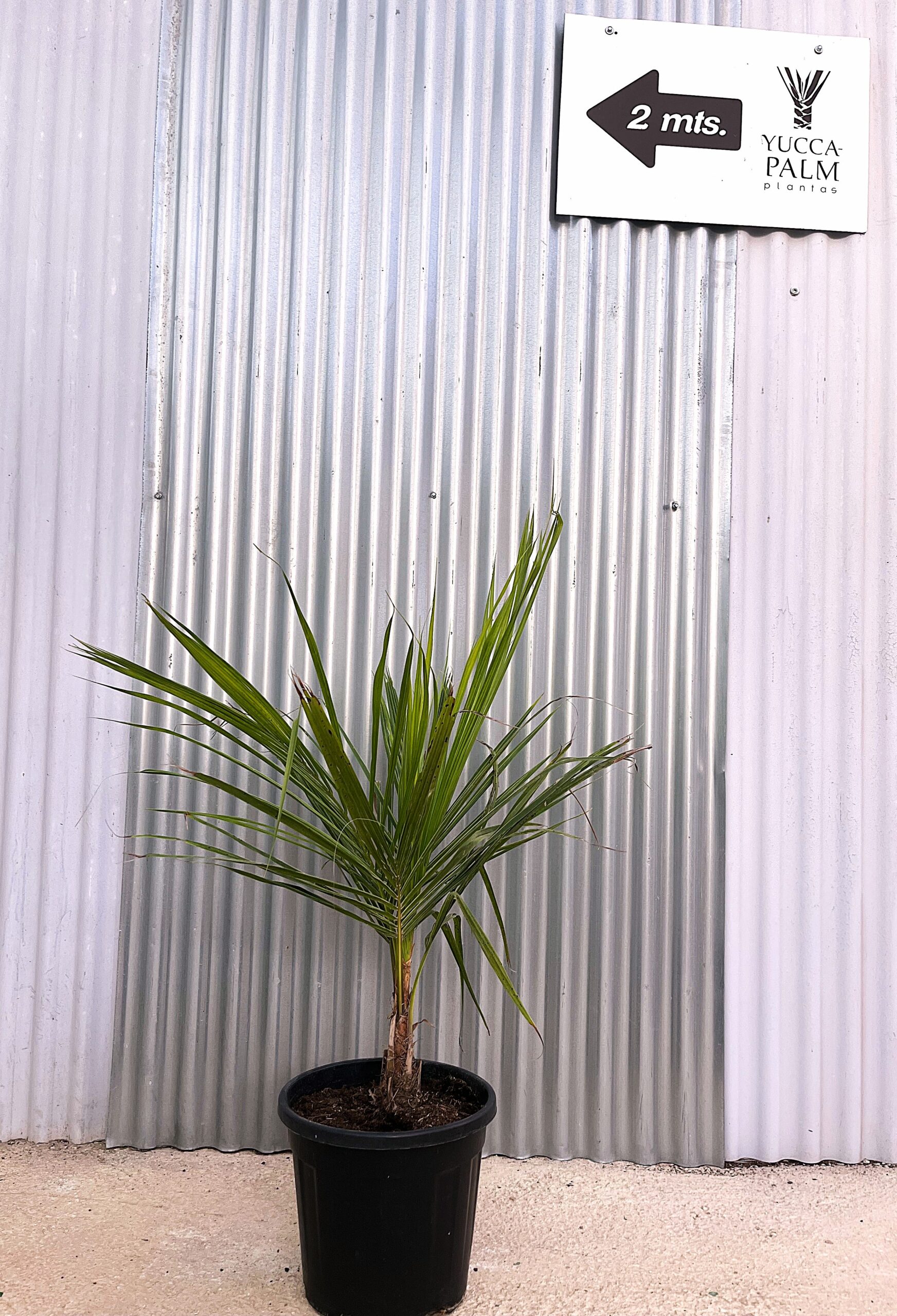 Beccariophoenix alfredii