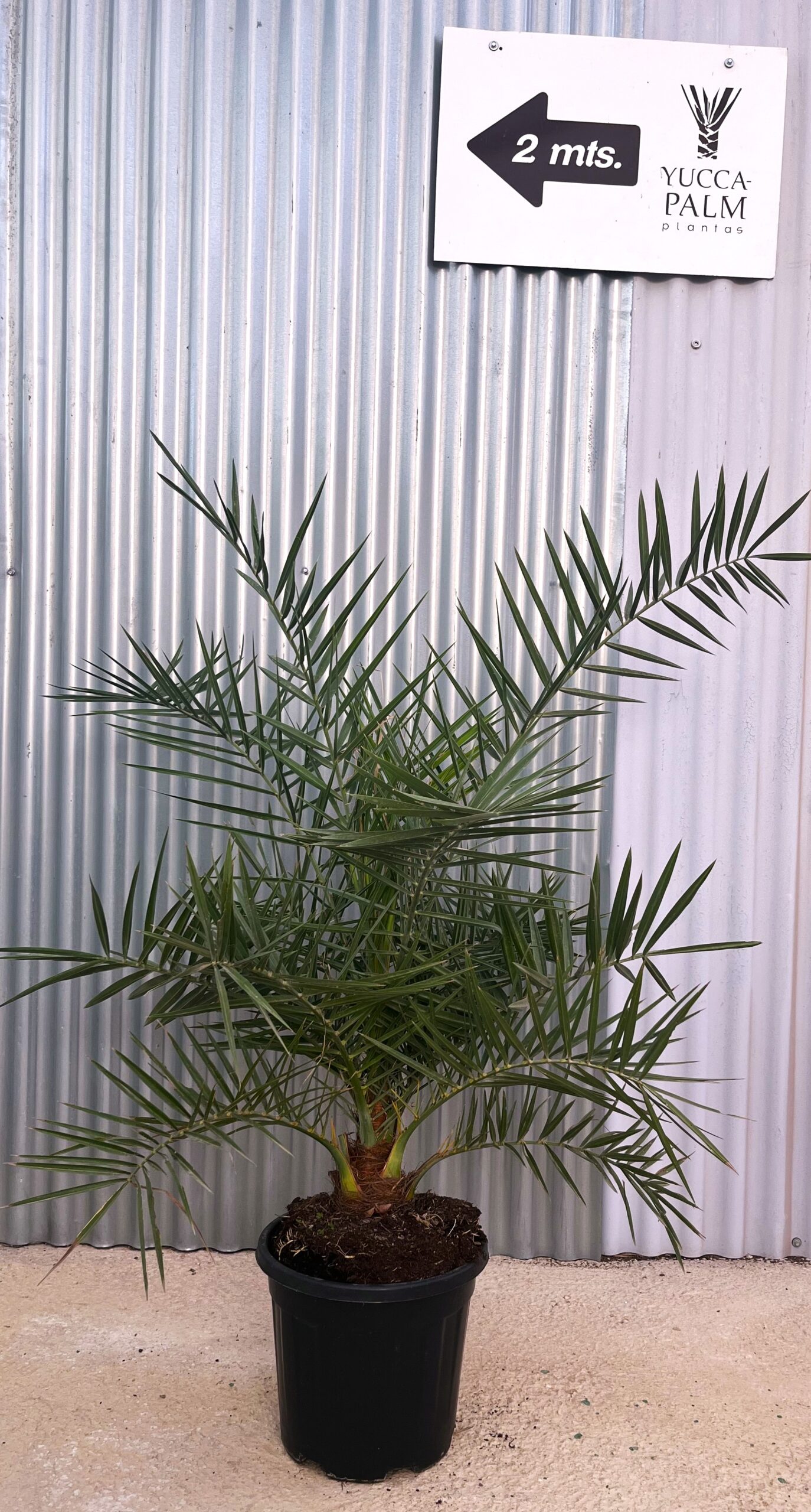 PHOENIX SILVESTRIS