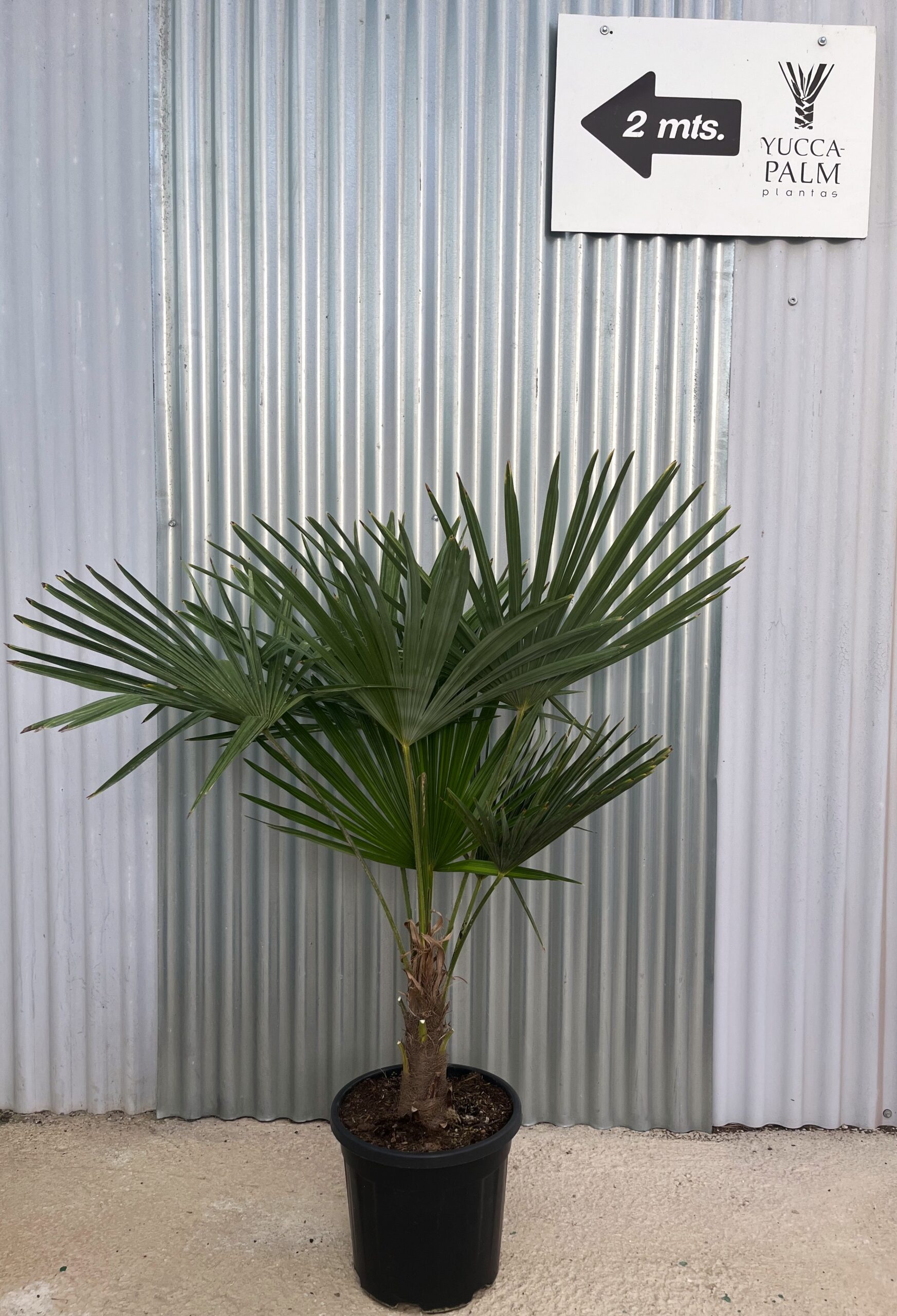 Trachycarpus wagnerianus x kumaonensis
